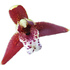 Maxillaria orchid